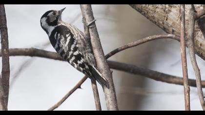 Küçük ağaçkakan