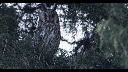 Kulaklı orman baykuşu