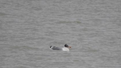 Pallas`s Gull