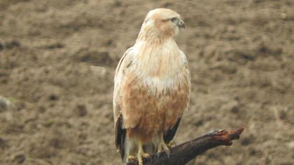 Long-legged Buzzard