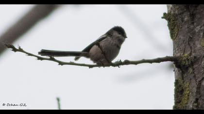 Uzunkuyruklu baştankara