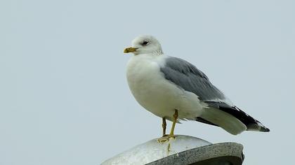 Küçük gümüş martı
