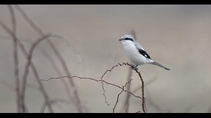 Büyük örümcekkuşu