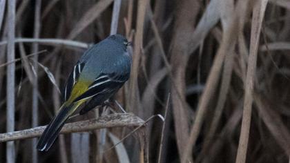 Dağ kuyruksallayanı