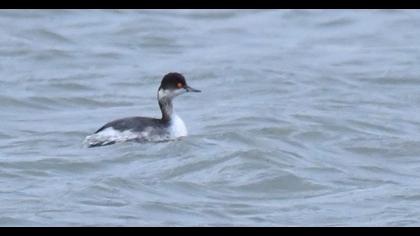 Karaboyunlu batağan