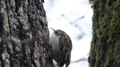 Bahçe tırmaşıkkuşu