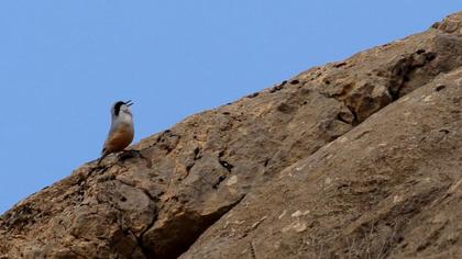 Büyük kaya sıvacısı