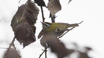 Sürmeli çalıkuşu