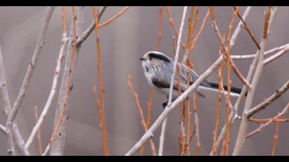 Uzunkuyruklu baştankara