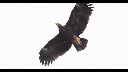 Büyük orman kartalı