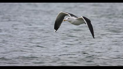 Büyük karasırtlı martı