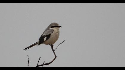 Büyük örümcekkuşu