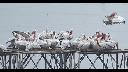 Dalmatian Pelican