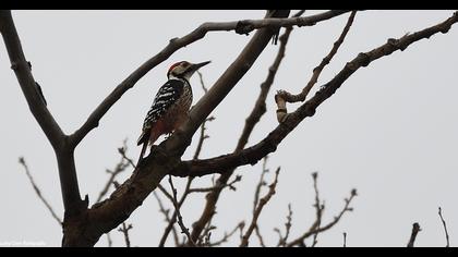 Aksırtlı ağaçkakan