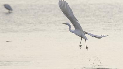 Büyük ak balıkçıl