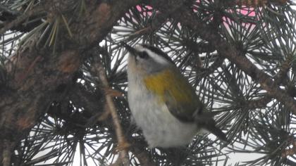 Sürmeli çalıkuşu