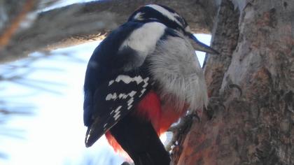 Orman alaca ağaçkakanı