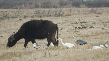 Sığır balıkçılı