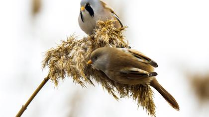 Bıyıklı baştankara