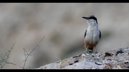 Büyük kaya sıvacısı