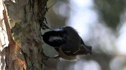 Coal Tit