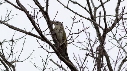 Küçük yeşil ağaçkakan