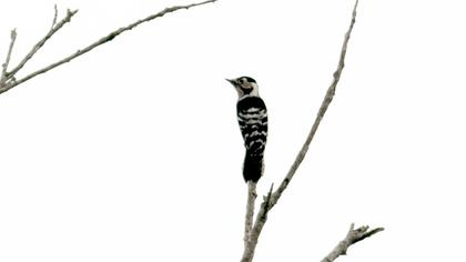 Küçük ağaçkakan