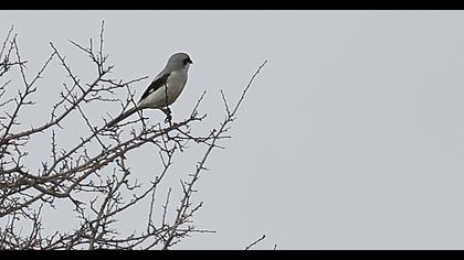 Büyük örümcekkuşu