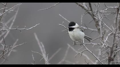Akyanaklı baştankara