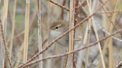 Kamışbülbülü