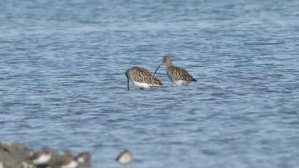 Eurasian Curlew