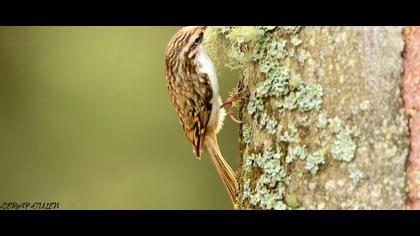 Orman tırmaşıkkuşu