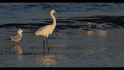 Küçük ak balıkçıl