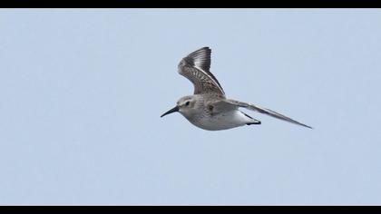 Karakarınlı kumkuşu