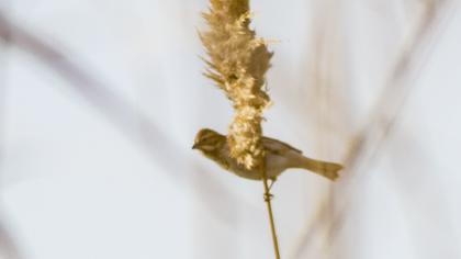 Bataklık Kirazkuşu