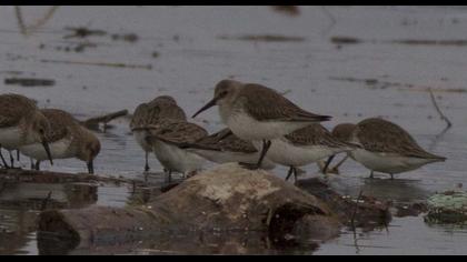 Karakarınlı kumkuşu