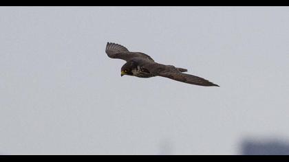 Peregrine Falcon