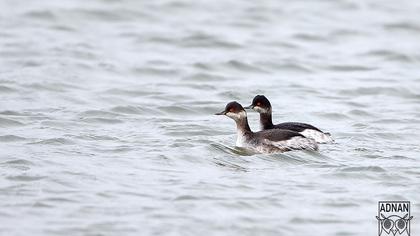 Karaboyunlu batağan
