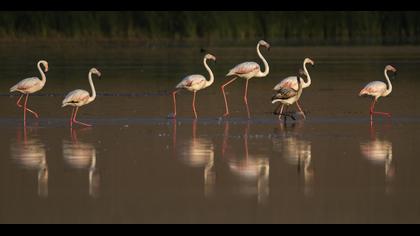 Greater Flamingo