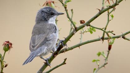 Lesser Whitethroat