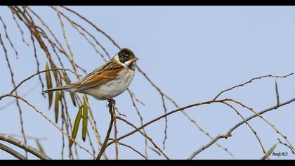 Bataklık Kirazkuşu