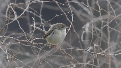 Dikkuyruklu ötleğen