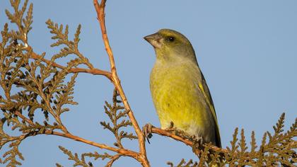 European Greenfinch
