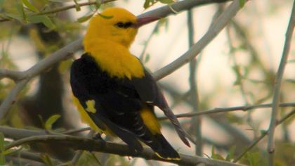 Eurasian Golden Oriole