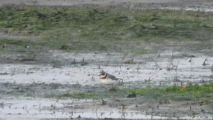 Common Ringed Plover