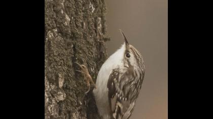 Orman tırmaşıkkuşu