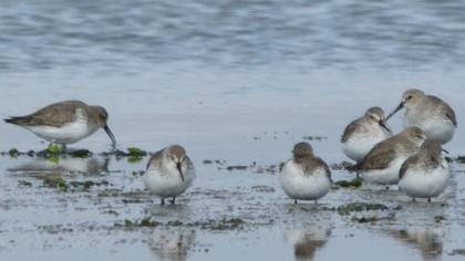 Karakarınlı kumkuşu