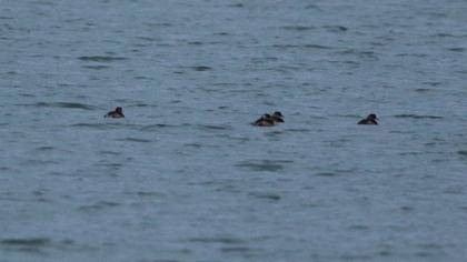 Little Grebe