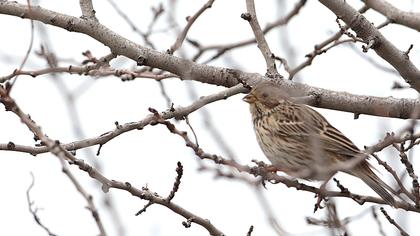 Corn Bunting