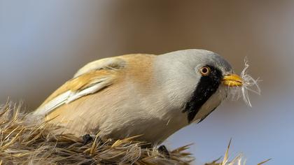 Bıyıklı baştankara
